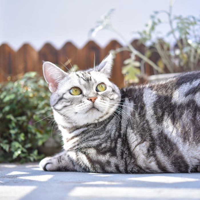 Che effetto ha il sole sui gatti?
