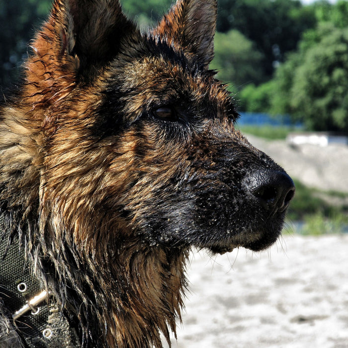 I vostri cani amano nuotare?