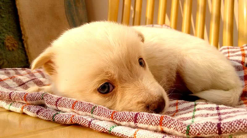 Cibo Monoproteico per cani: perchè usarlo
