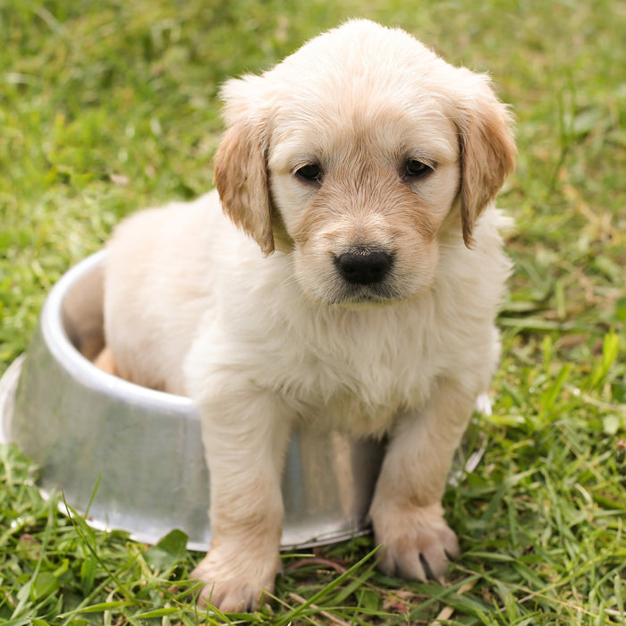 Perchè è così importante il calcio per i cuccioli di cane?