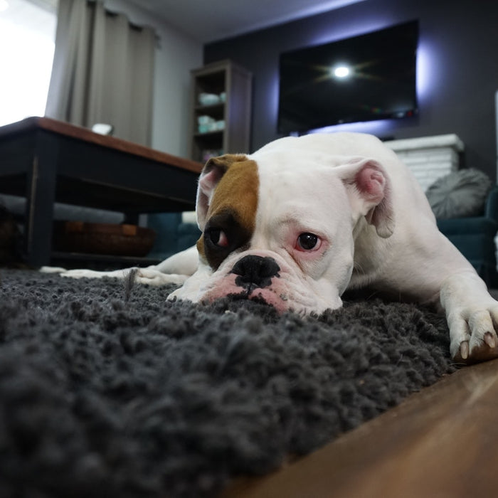 I millennium danno la massima priorità agli animali domestici quando acquistano una casa