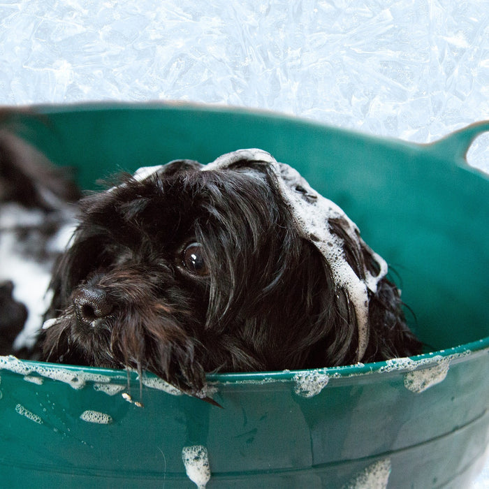 Quanto spesso possiamo lavare il cane?
