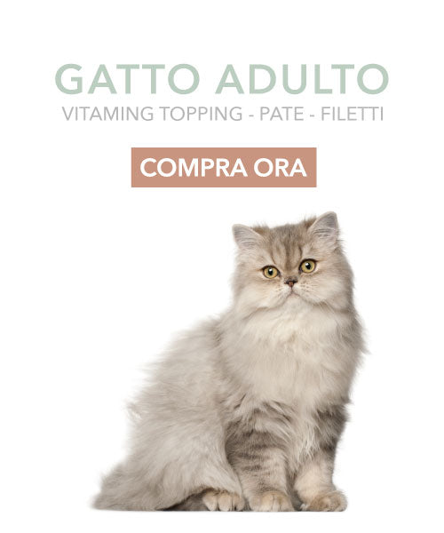 Alimento Gatto