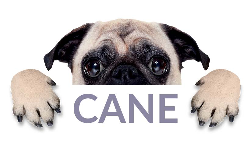 Alimenti completi per cani